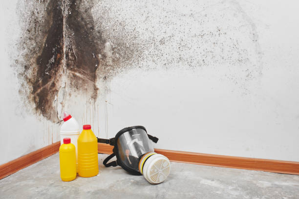 Best Mold Cleaning Services  in Pleasant Ridge, MI