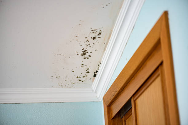 Best Certified Mold Removal  in Pleasant Ridge, MI