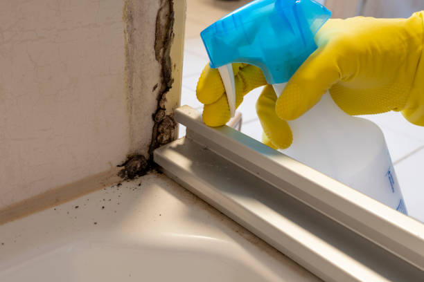 Best Same-Day Mold Removal  in Pleasant Ridge, MI