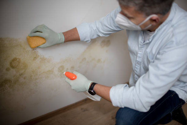 Best Fast Mold Removal  in Pleasant Ridge, MI