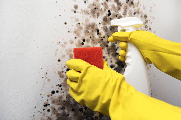 Best Same-Day Mold Removal  in Pleasant Ridge, MI