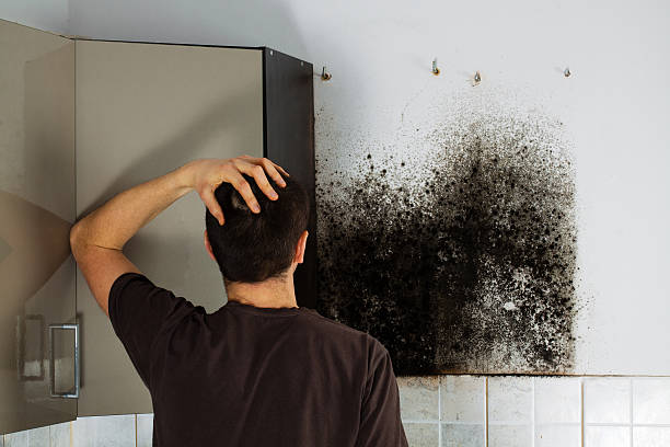 Best Toxic Mold Removal  in Pleasant Ridge, MI
