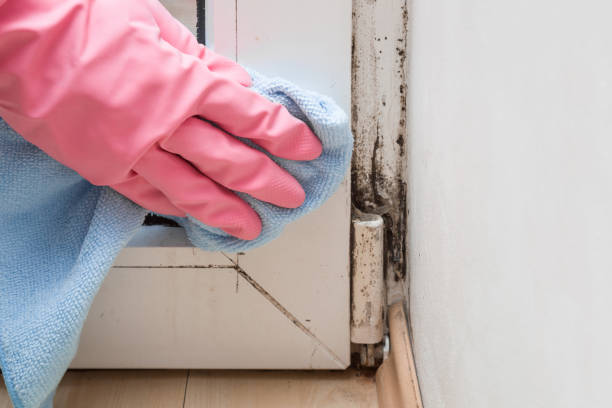 Best Mold Cleaning Services  in Pleasant Ridge, MI